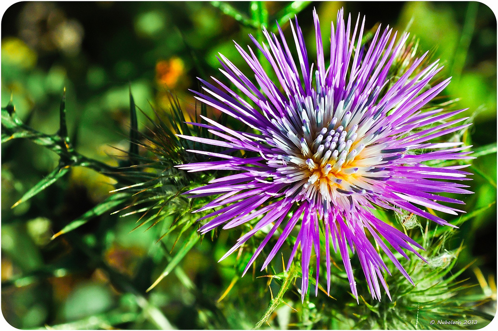 معرفی و راهنمای پرورش گیاهان دارویی - ماریتیغال